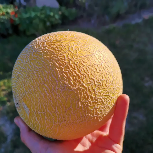 Dozrálý cukrový meloun vypěstovaný na zahradě, držený v dlani